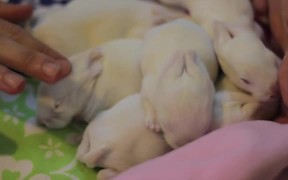 Baby Bunnies with an Epic Soundtrack - Anims - VIDEOTIME.COM