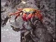 Sally Lightfoot Crabs Dance
