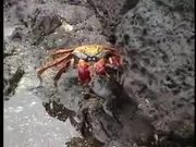 Sally Lightfoot Crabs Dance