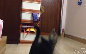 Cat's Attack - Animals - VIDEOTIME.COM
