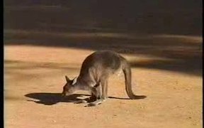 Lazy Kangaroos - Animals - VIDEOTIME.COM