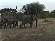 Elephants, Serengeti National Park
