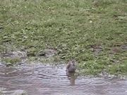 Bird in Puddle