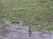 Bird in Puddle