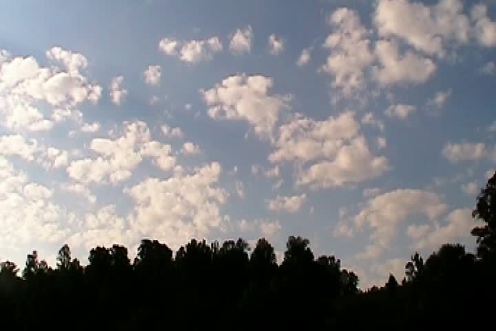 Clouds And Trees - Time Lapse