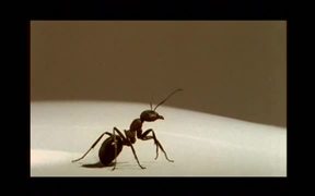 La Fourmi (The Ant) - Movie trailer - VIDEOTIME.COM