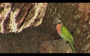Parrot - Animals - VIDEOTIME.COM