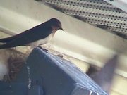Swallows - Chasing An Intruder