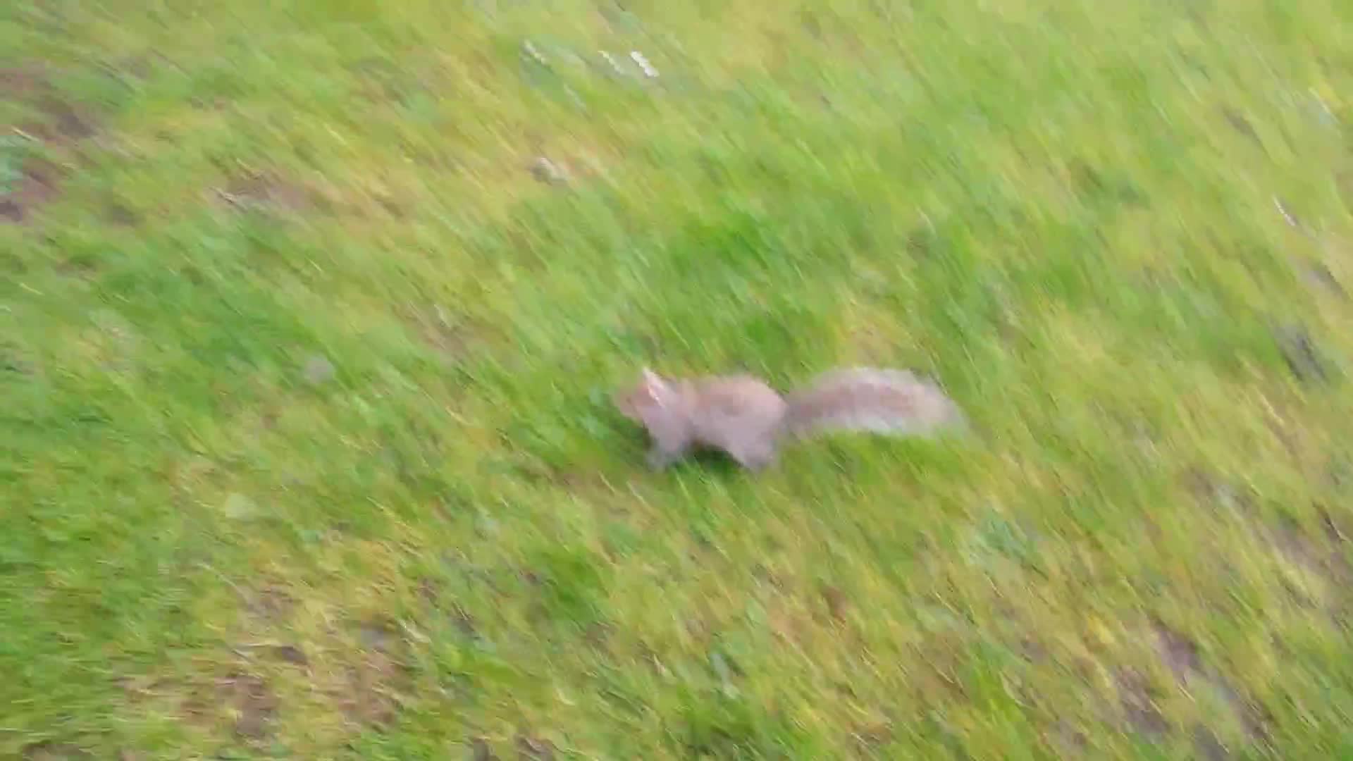 Friendly Squirrel and Ducks