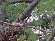 Great Horned Owl Nest: Curious Owlets