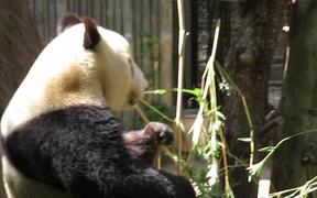 The Panda - Animals - VIDEOTIME.COM