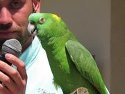 Parrot Speaks