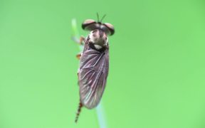 Little Robberfly Grooming - Animals - VIDEOTIME.COM
