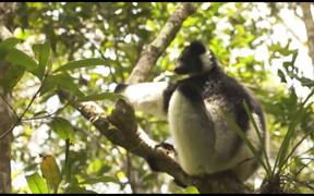 One Day on Earth 12.12.12 - Habitat (Madagascar) - Animals - VIDEOTIME.COM