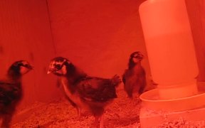 The Little Chicks - Animals - VIDEOTIME.COM