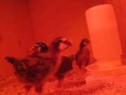 The Little Chicks