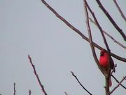 Cardinal On Branch