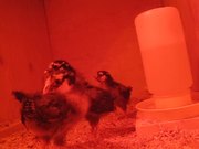 The Little Chicks