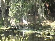 Myakka Park - A Great Egret