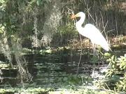 Myakka Park - A Great Egret