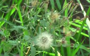 Delicate Dandelion Swaying on the Wind