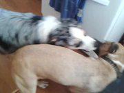 Gus and Bree Wrestling