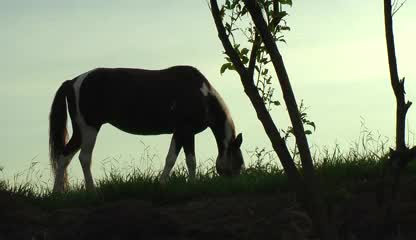 Beautiful Horse on the Meadow