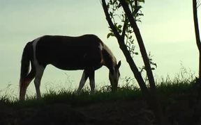 Beautiful Horse on the Meadow - Animals - VIDEOTIME.COM
