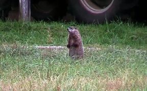 Groundhog on Glade - Animals - VIDEOTIME.COM
