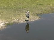 Myakka River State Park - Bird on the River Bank