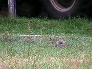 Groundhog on Glade