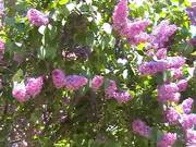 Lilac Syrener in Bloom