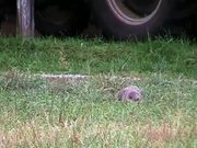 Groundhog on Glade