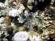 Lion Fish in Red Sea