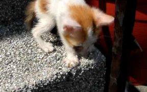 Colorful Kittens - Animals - VIDEOTIME.COM