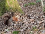 Squirrel at the Nature Reserve 2