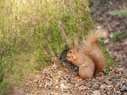Squirrel at the Nature Reserve 1