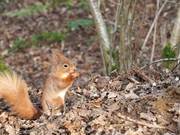 Squirrel at the Nature Reserve 1