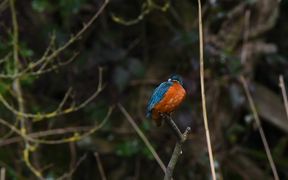 Mr. Kingfisher - Animals - VIDEOTIME.COM