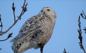 White Owl - Animals - VIDEOTIME.COM