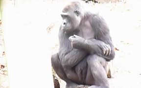 Lowland Gorillas - Animals - VIDEOTIME.COM