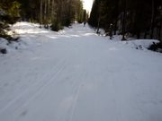 In the Forest and on the Skitrack