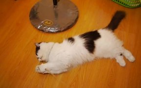 I Love Cats - Animals - VIDEOTIME.COM