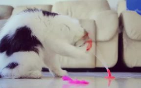 Cat and His Toy - Animals - VIDEOTIME.COM
