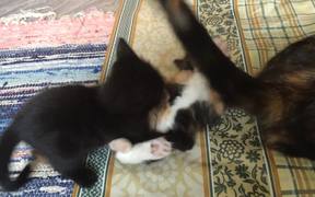 Cute Kittens - Animals - VIDEOTIME.COM