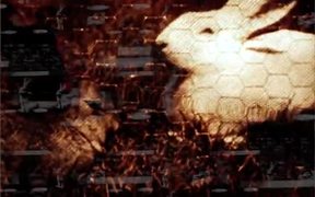 Funny Bunnies - Animals - VIDEOTIME.COM