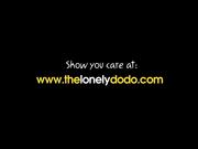 The Lonely Dodo