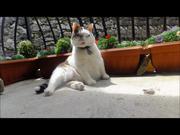 Italian Cats-A-Nova Ticklin’ Your Funny Bone