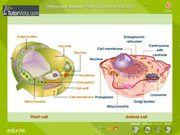 Different Between Plant Cell and Animal Cell