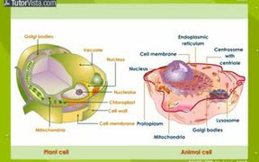 Different Between Plant Cell and Animal Cell